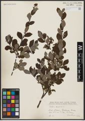 Foto von Salix aurita L.